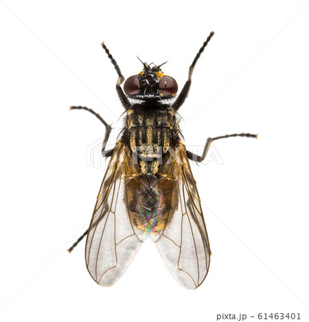 House fly on white background 61463401