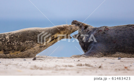 Fighting Grey seals on beach territory Fighting Grey seals on beach territory 61463423