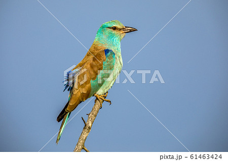 European roller European roller 61463424