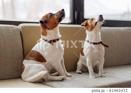Cute jack russell terrier dogs sitting on the 61463472