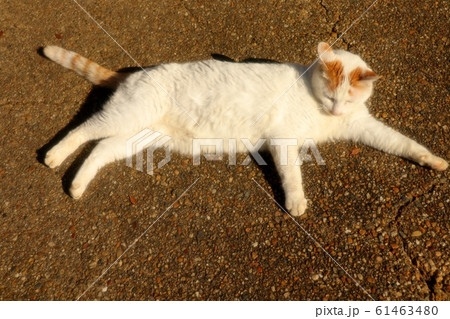 野良猫：日向ぼっこ 61463480