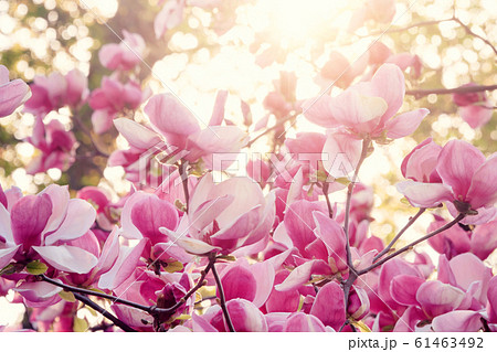 Blooming magnolia tree. Pink magnolias in spring Blooming magnolia tree. Pink magnolias in spring 61463492