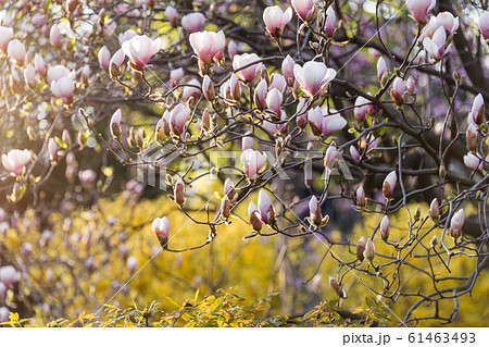 Blooming magnolia tree. Pink magnolias in spring Blooming magnolia tree. Pink magnolias in spring 61463493