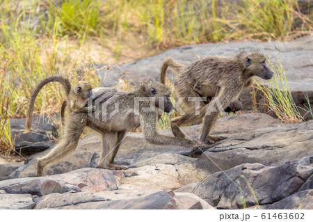 Chacma baboons family 61463602