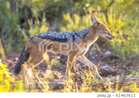 Black backed Jackal Black backed Jackal 61463611