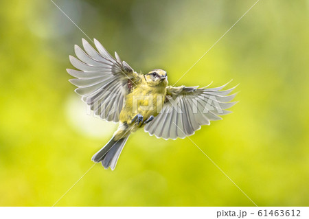 Bird in flight on vivid green garden background 61463612