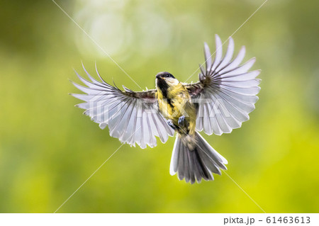 Bird in flight on bright green background crop Bird in flight on bright green background crop 61463613