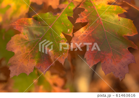 Autumnal colored oak leaves Autumnal colored oak leaves 61463616