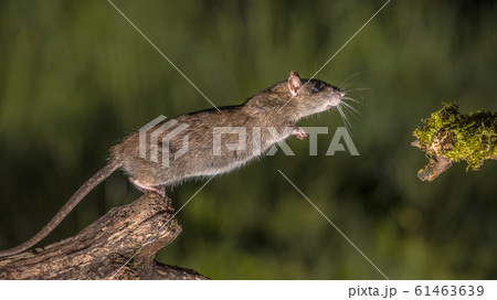 Wild brown rat starting to jump Wild brown rat starting to jump 61463639