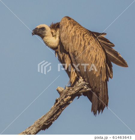 White backed vulture in dead tree White backed vulture in dead tree 61463643