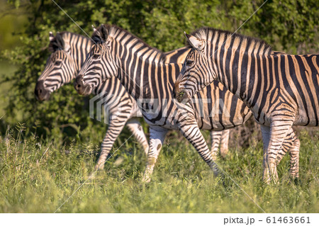 Three Common Zebra Three Common Zebra 61463661