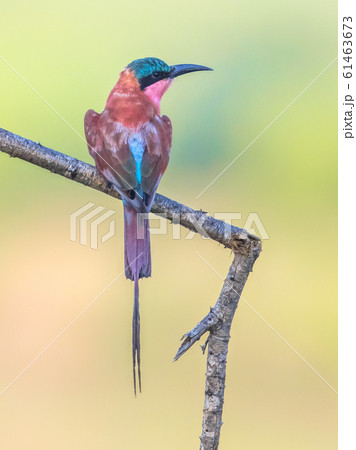 Southern carmine bee eater 61463673