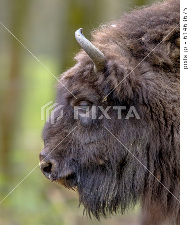 Sideview portrait of Wisent bull 61463675
