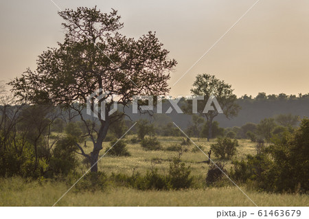 Savanna landscape Savanna landscape 61463679