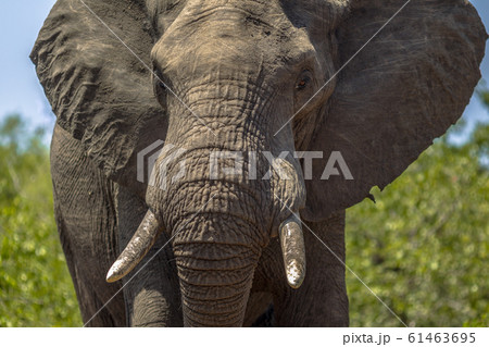 Portrait of African Elephant Portrait of African Elephant 61463695