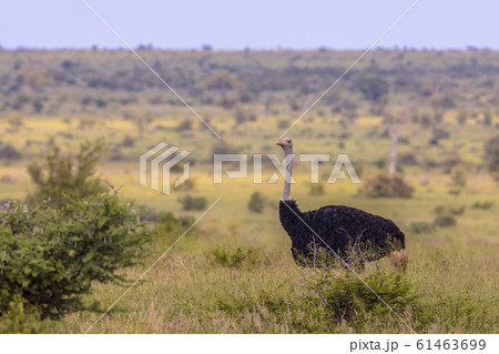 Ostrich male savanna plain looking Ostrich male savanna plain looking 61463699