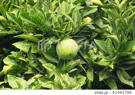 Ripening fruits lemon or lime tree close up. Fresh Ripening fruits lemon or lime tree close up. Fresh 61463786