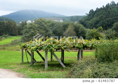 Vineyard with ripe grapes in countryside. Pilgrim Vineyard with ripe grapes in countryside. Pilgrim 61463787