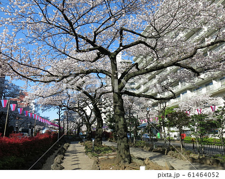 文京さくらまつり開催期間の播磨坂さくら並木（播磨坂桜並木交差点東側の緑道） 61464052