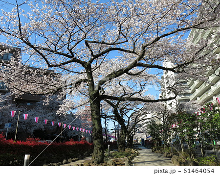 文京さくらまつり開催期間の播磨坂さくら並木（播磨坂桜並木交差点東側の緑道） 61464054
