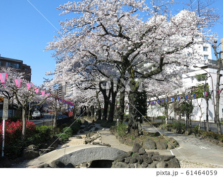 文京さくらまつり開催期間の播磨坂さくら並木(播磨坂桜並木交差点東側の緑道) 文京さくらまつり開催期間の播磨坂さくら並木(播磨坂桜並木交差点東側の緑道) 61464059