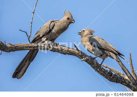 Grey go away birds couple 61464098