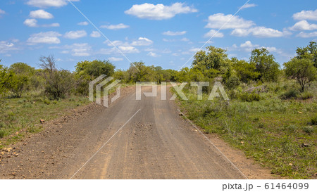 Gravel road through Kruger park 61464099