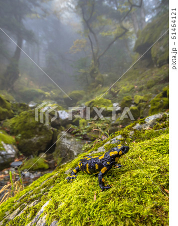 Fire salamander in forest landscape 61464121