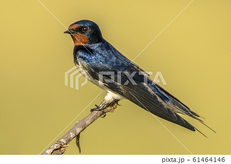 European Barn swallow yellow background 61464146