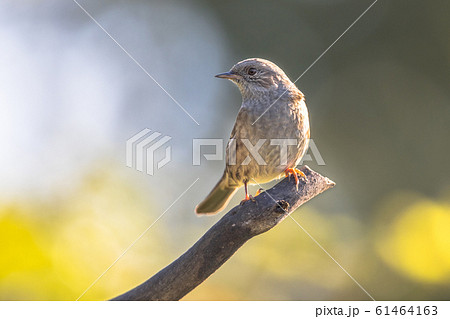 Dunnock perched on branch looking to side Dunnock perched on branch looking to side 61464163