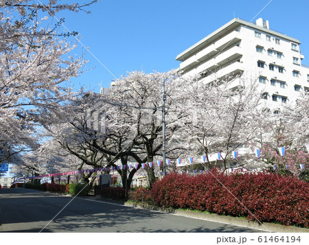 文京さくらまつり開催期間の播磨坂さくら並木（播磨坂桜並木交差点の西側付近） 61464194