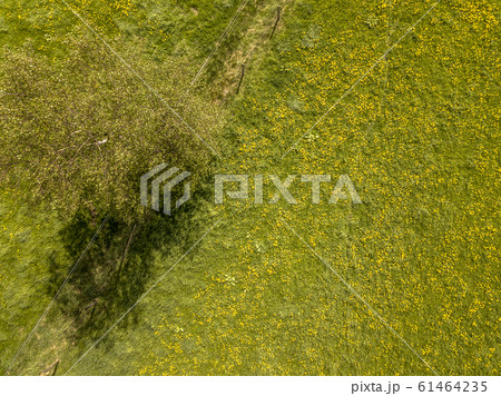 Buttercup flower meadow aerial Buttercup flower meadow aerial 61464235