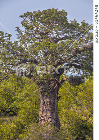 Baobab tree Kruger park close up Baobab tree Kruger park close up 61464248