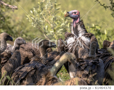 African vultures safari 61464370