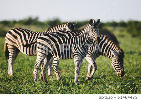 Three Common Zebras foraging on savanna 61464435