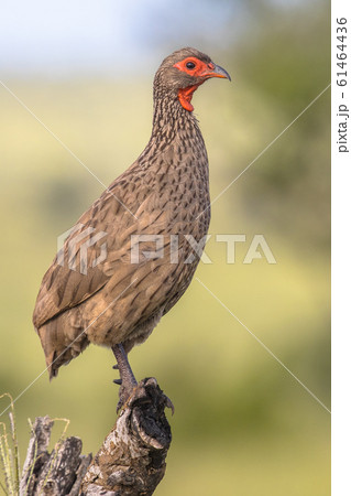 Swainsons Spurfowl on branch side Swainsons Spurfowl on branch side 61464436