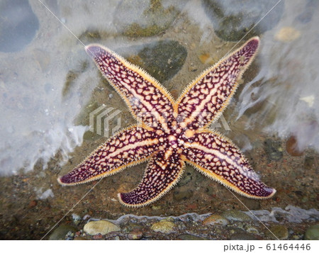 キヒトデ 61464446