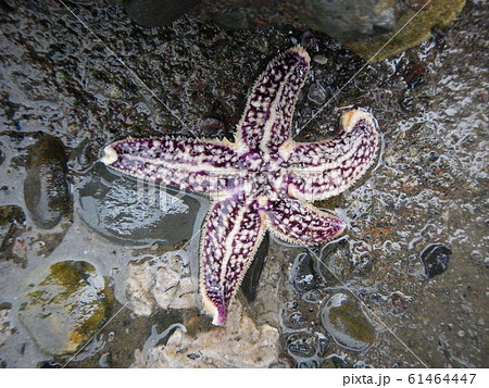 キヒトデ 61464447