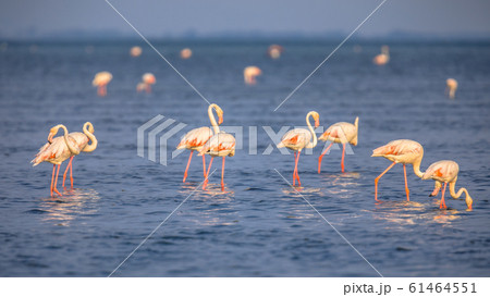 Group of Flamingos feeding Group of Flamingos feeding 61464551