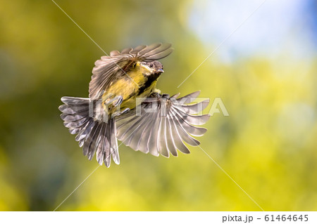Bird in flight on bright green background 61464645