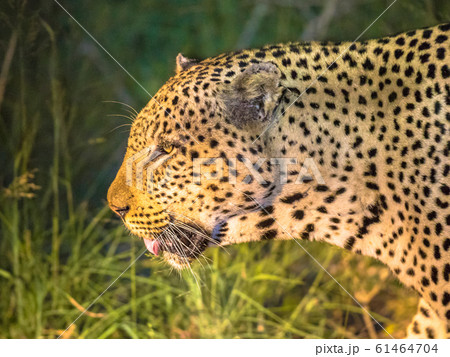 African Leopard portrait at night 61464704