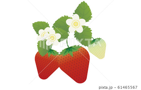 イチゴ 花 苺のイラスト素材