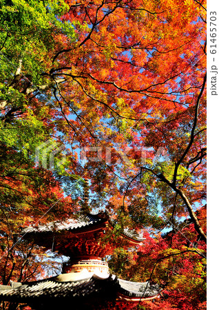 牛滝山大威徳寺 多宝塔 牛滝山大威徳寺 多宝塔 61465703