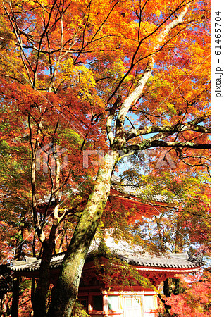 牛滝山大威徳寺 多宝塔 牛滝山大威徳寺 多宝塔 61465704