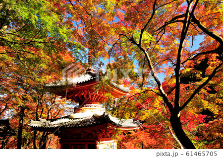 牛滝山大威徳寺 多宝塔 牛滝山大威徳寺 多宝塔 61465705