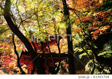 牛滝山大威徳寺 多宝塔 牛滝山大威徳寺 多宝塔 61465708