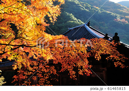 牛滝山大威徳寺 本堂と紅葉 牛滝山大威徳寺 本堂と紅葉 61465815