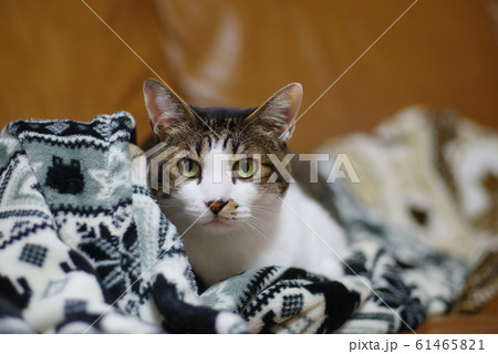 見つめる猫 61465821