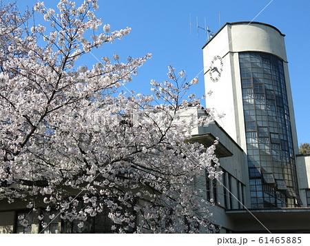 桜が咲く春の小石川植物園（本館） 61465885