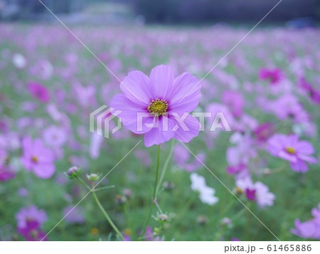 可憐な秋桜 可憐な秋桜 61465886
